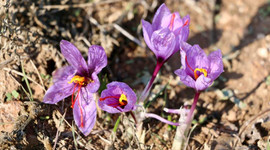 Tescilli safran 'Karaarslan'ın hasadı başladı
