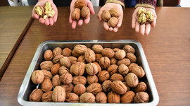 'Marmara'nın ceviz ambarı'nda bu sezon 3 bin ton ürün elde edildi