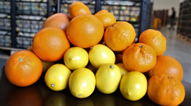 Turunçgil ihracatından 2 ayda 17,7 milyon dolar gelir