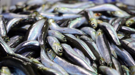 Karadeniz'de hamsi balıkçıların ve vatandaşın yüzünü güldürdü