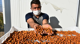 'Alıç'ı kurutarak ekonomik değerini yaklaşık 8 kat artırdı