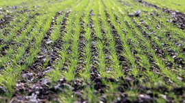 Trakya'nın verimli toprakları çiftçinin yüzünü güldürüyor