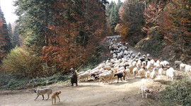 Yerli hayvan ırk ve hatlarının tescil listesine 10 hayvan eklendi
