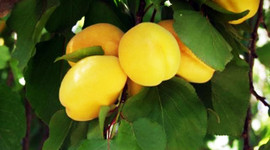 Bu kayısının tanesi 1 TL!