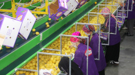 Covid-19 salgını Lamas limonuna talebi artırdı