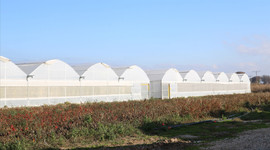 Çanakkale'de devlet destekleriyle büyüyen seracılık 113 köye yayıldı