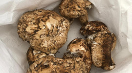 Türkiye'de kiloyla satılıyor, Japonlar taneyle alıyor! Kilosu 100 TL...