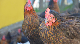 Hobi olarak başladı, yumurtadan ayda 25 bin lira kazanıyor