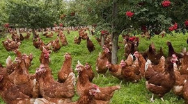 Muğla'da 'organik köy' kuruluyor