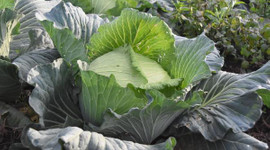 Lahanaya ilgi arttı, fiyatı 5 liraya çıktı