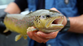 Karadeniz somonuna en büyük talep Rusya'dan geldi