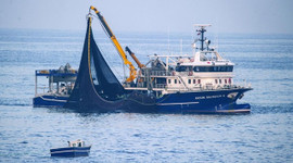 Hamsi avcılığı yasağı 28 Ocak'a kadar uzatıldı