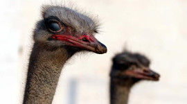 Deve kuşuna büyük talep!