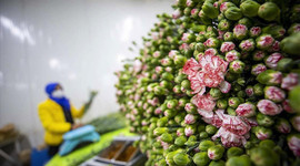 Türkiye'de geçen yıl en çok üretilen kesme çiçek 'karanfil' oldu