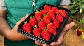 Bu çilekler havada yetişiyor!