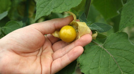 Altın çilek hasadı başladı: Kilosu 150 lira