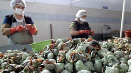 2,7 milyon dolarlık deniz salyangozu ihraç edildi