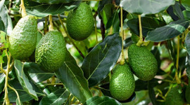 Avokado üretimi 5 yılda 3 katına çıktı