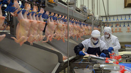 Tavuğun kilosu 20 TL’ye kadar çıktı