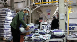 Türkiye, kedi ve köpek maması ihracatından 176 milyon dolar kazandı