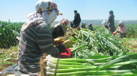 Türkiye'nin önemli sarımsak üretim merkezlerinden Araban'da hasat başladı