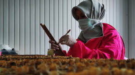 Arı sütünün kilosu dudak uçuklattı!