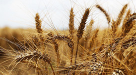 Buğday üreticisini memnun edecek alım fiyatı açıklanacak