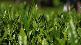 Doğu Karadeniz'de yaş çay hasadı 17 Mayıs'ta başlayacak