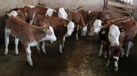 Şarbon hastalığı için hayvan sahiplerine tazminat ödenecek