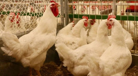 Yerli etçi tavuk geliştirildi