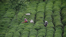 ÇAYKUR'dan yaş çay alımı açıklaması