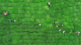 Çay ihracatından yılın 5 ayında 8,5 milyon dolar gelir elde edildi