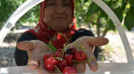 Manisa'da yetişen kiraz fiyatıyla üreticinin yüzünü güldürdü