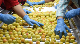 Malatya'dan 50 ülkeye yaş kayısı ihracatı