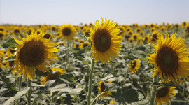 Ceylanpınar Tarım İşletmesi'nde ayçiçeğinde 18 bin ton rekolte bekleniyor