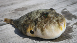 Balon balığı avcılarına destek ödemesi yapılacak