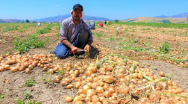 Soğan tarlada 60 kuruş, markette iki katı