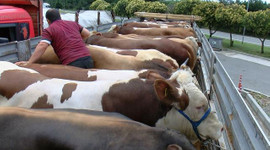 Kurbanlıklar bu gece İstanbul'a giriş yapacak