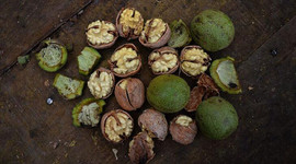 Ceviz deposu Kırşehir'de yüksek rekolte bekleniyor