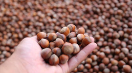 Türkiye'den 1 milyar dolarlık fındık ihracatı gerçekleştirildi