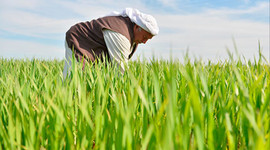 Çiftçilere 600 milyon liralık faizsiz kredi verildi