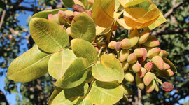 Bakan Varank: Türkiye'nin ilk lisanslı Antep fıstığı deposunu Gaziantep'e kazandırdık