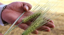 Kuraklığa dayanıklı arpa sağladığı verimle çiftçiyi sevindirdi