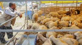 3.7 milyon kurbanlık hayvan satıldı