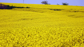 Kanola üretiminin desteklerle artırılması hedefleniyor