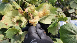 Karadeniz’de fındık hasadı başladı