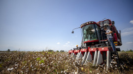 Pamukta yüksek rekolte bekleniyor