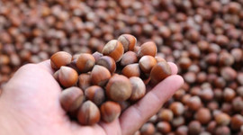 Karadeniz'de fındık hasadı başladı