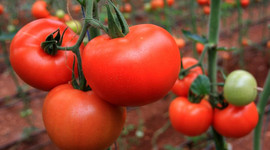 Domates üreticisi isyanda!