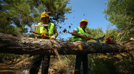 Mevsimlik orman işçileri kadro müjdesi bekliyor